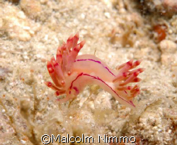 A  nice little nudi - taken off Tioman  Island   by Malcolm Nimmo 